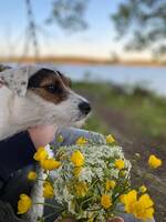 Jack Russel terrier Greta