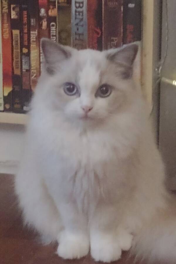 Katt - . Anakin skywalker hvit 