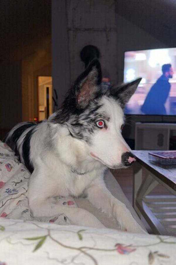 Hund - border collien Sally