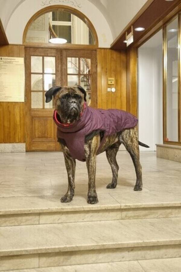 Hund - Bullmastiffen Astrid