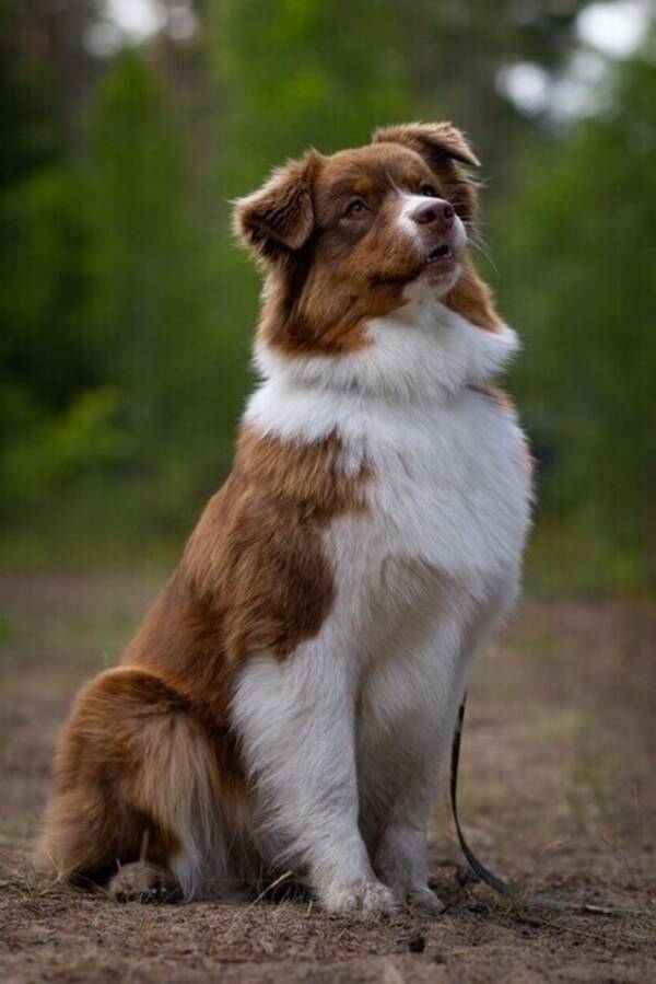 Hund - Australian Shepherd, Esi