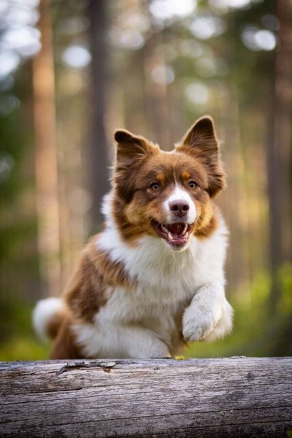 Hund - Australian Shepherd, Esi