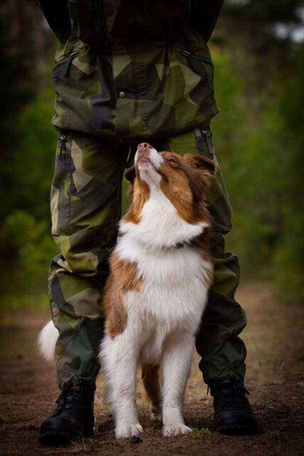 Hund - Australian Shepherd, Esi