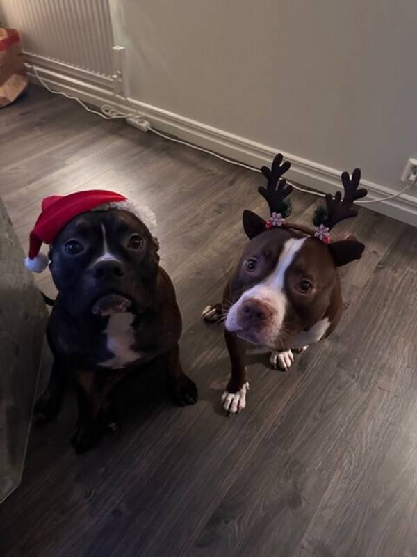 Hund - Budvar och Sven