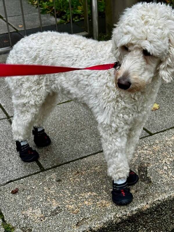 Hund - Lilly 1,5 år