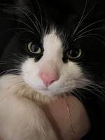 Norsk skogkatt og ragdoll