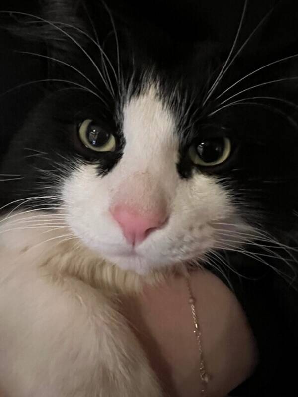 Katt - Norsk skogkatt og ragdoll