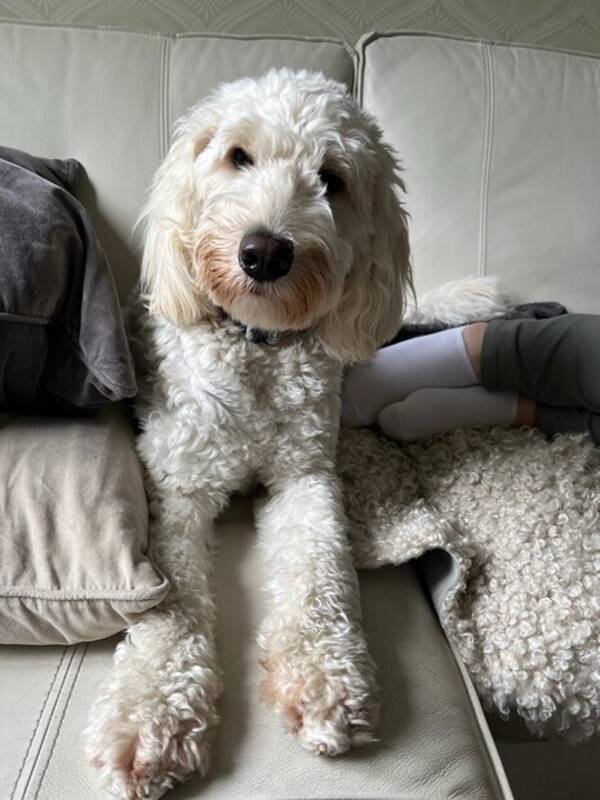 Hund - Vit labradudel