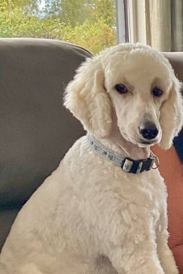 Hund - Lilly 1,5 år