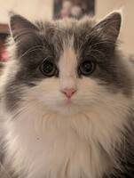 Bedårande söt kattunge