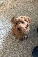 Cockerpoo valpen Dune
