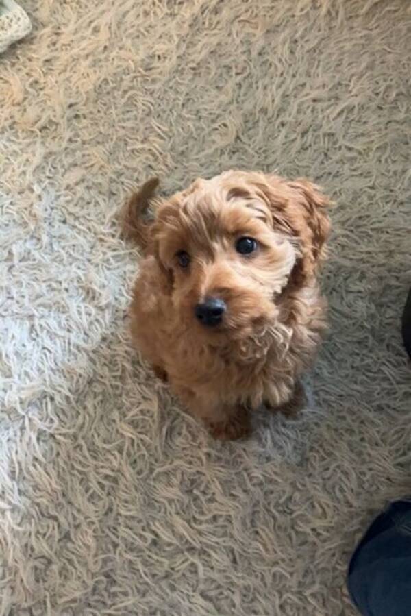 Hund - Cockerpoo valpen Dune