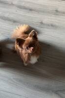 Långhårig chihuahua 