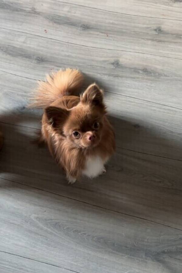 Hund - Långhårig chihuahua 