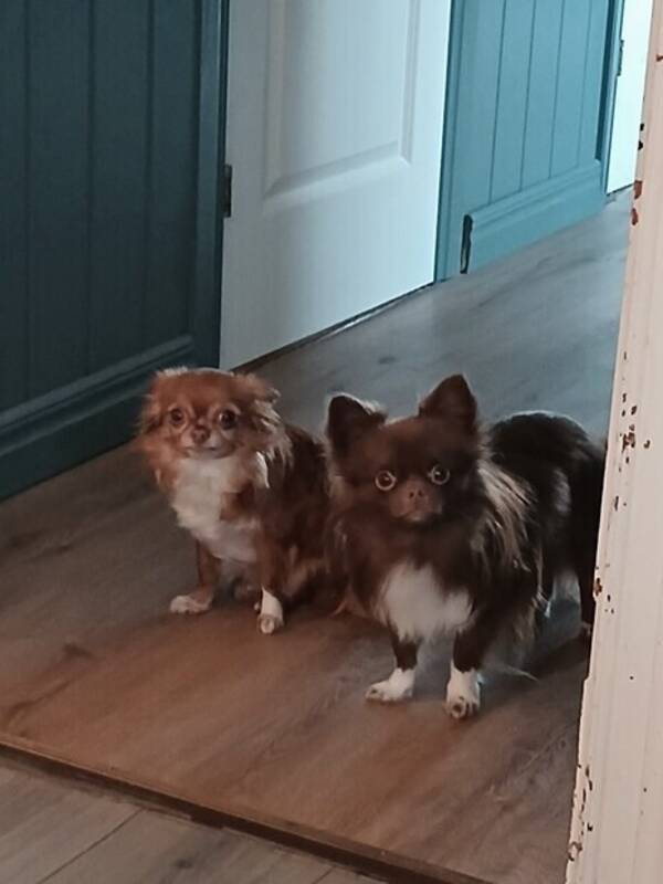 Hund - Ozzy och Zelda  