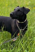 Tyska jaktterriern Diezel