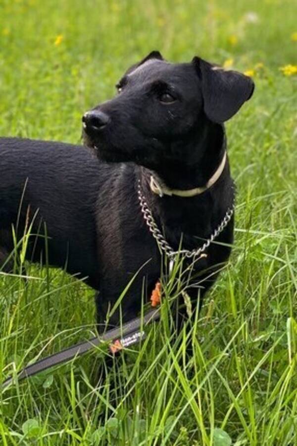 Hund - Tyska jaktterriern Diezel