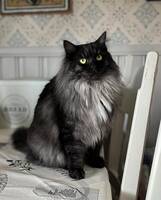 Sibiriska katten Ask 