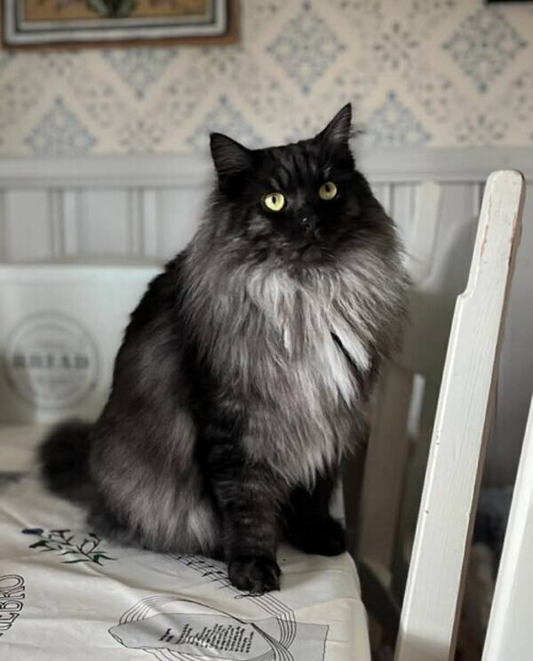 Katt - Sibiriska katten Ask 