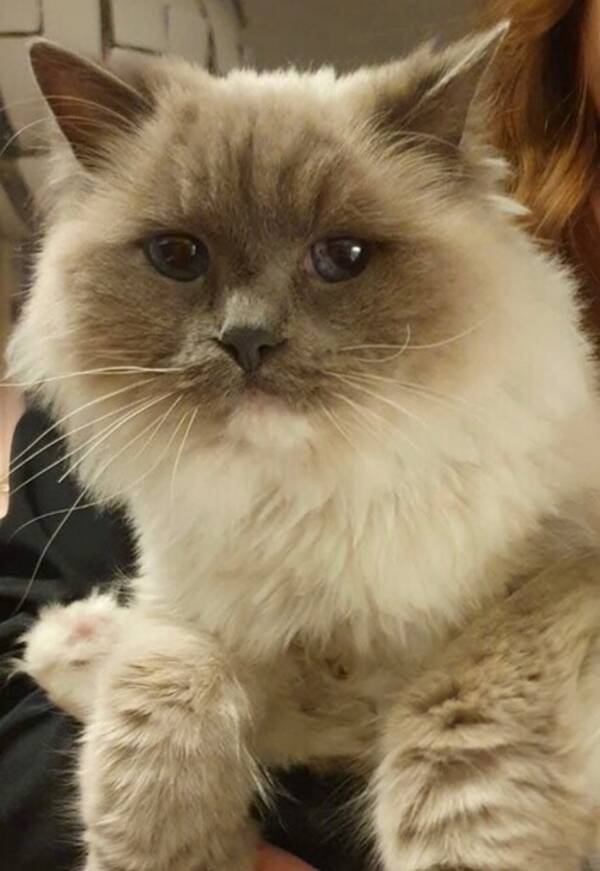 Katt - Sima, Ragdoll