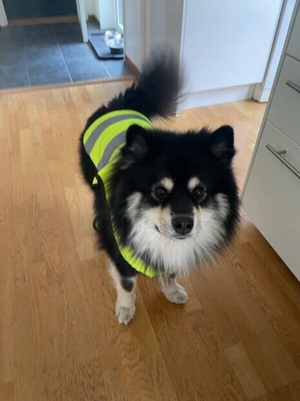 Hund - Finska lapphunden Finley