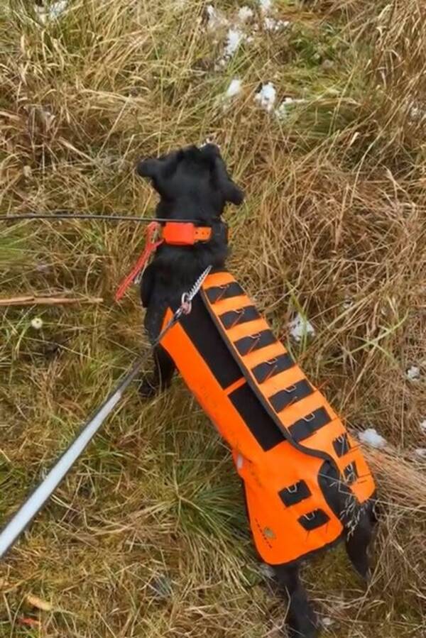 Hund - Tyska jaktterriern Diezel