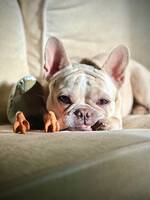 Fralla (fransk bulldog) 