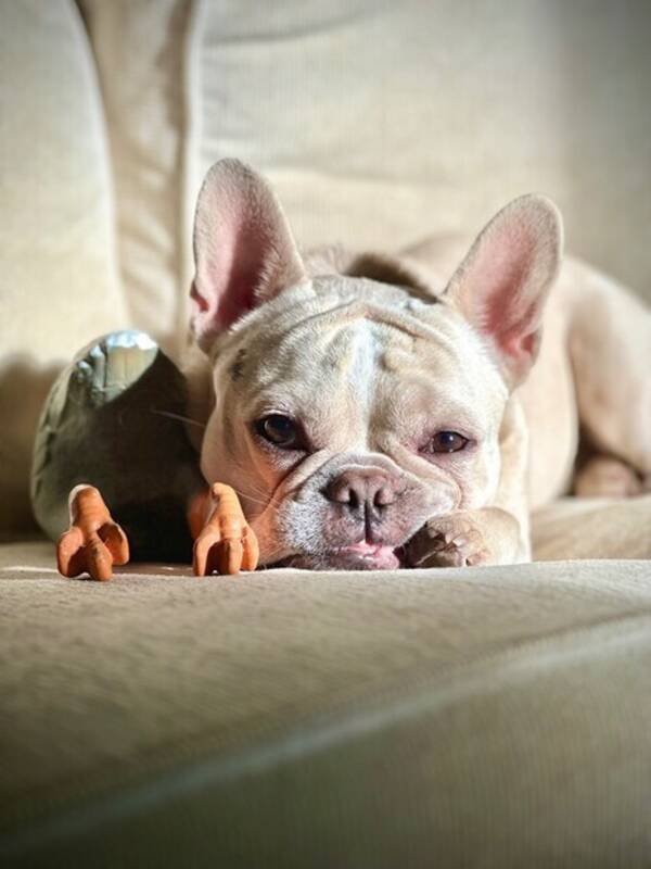 Hund - Fralla (fransk bulldog) 