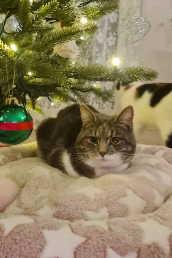 Katt - Katterna heter: Asllani (mamman) Kylian 