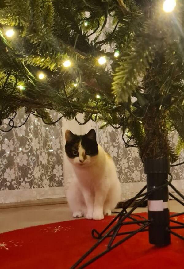 Katt - Katterna heter: Asllani (mamman) Kylian 