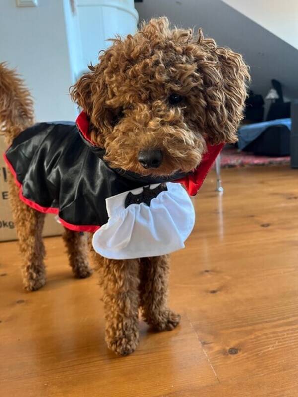 Hund - Dvärgpudeln Ralph 