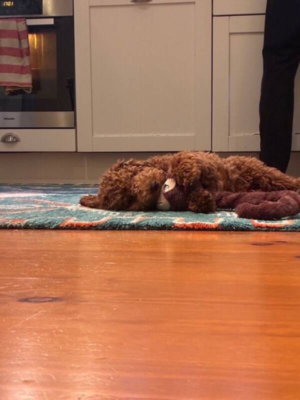 Hund - Dvärgpudeln Ralph 