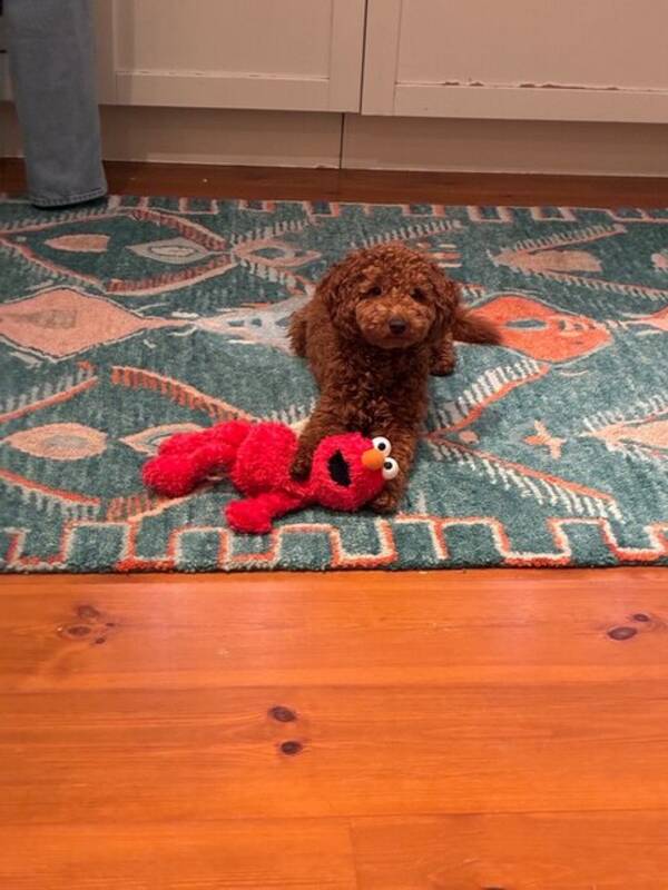 Hund - Dvärgpudeln Ralph 