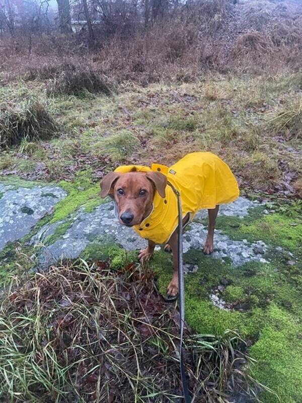 Hund - Pinchern Dexter 