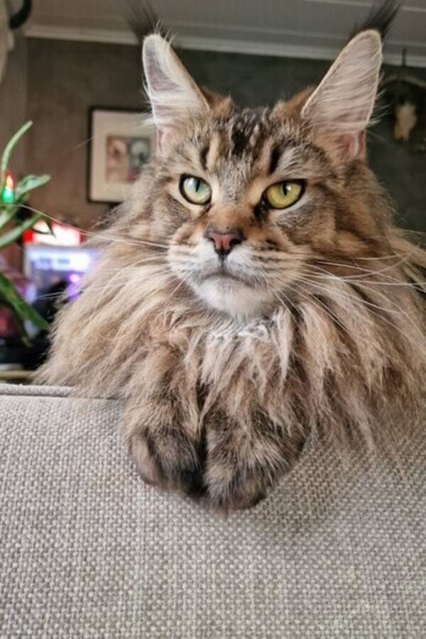 Katt - Marie coonen Siri