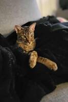 Savannah katten Luca