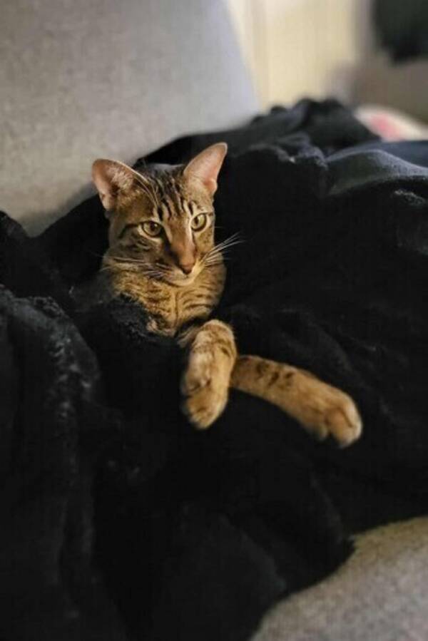 Katt - Savannah katten Luca