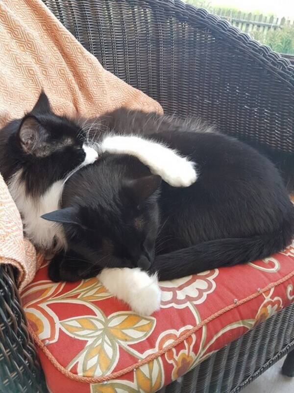 Katt - Hasse och Batman