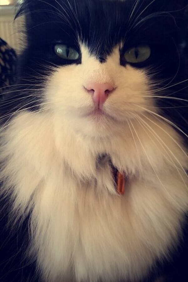 Katt - Hasse och Batman