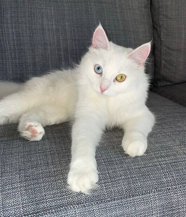 Katt - Mumin honkatt 