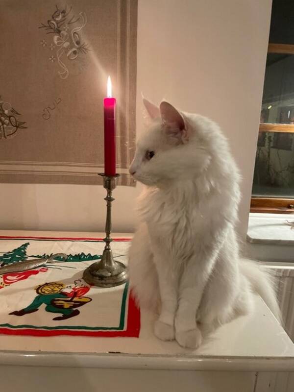 Katt - Mumin honkatt 