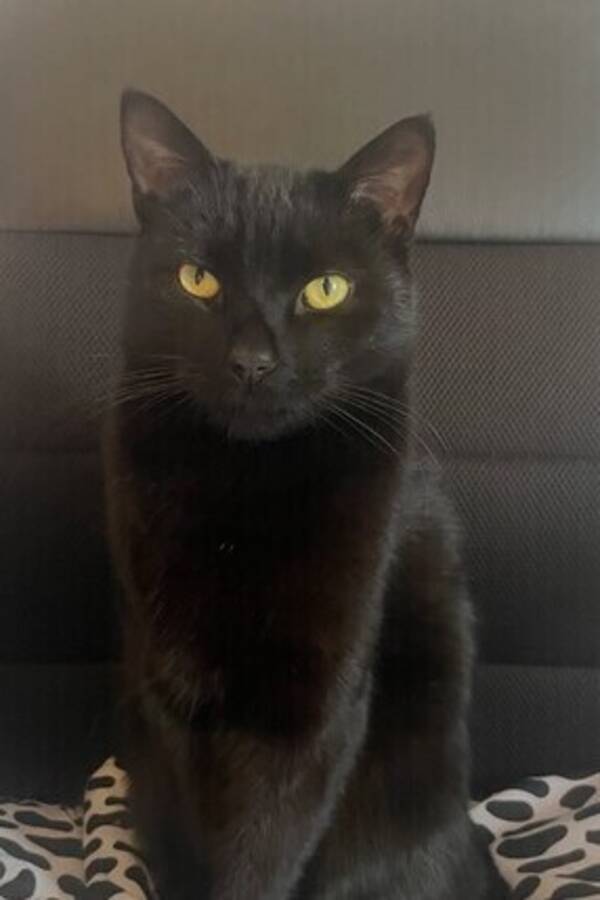 Katt - Panter hankatt 