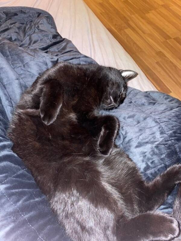 Katt - Panter hankatt 