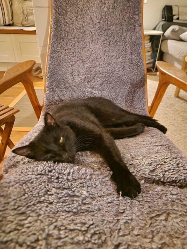 Katt - Panter hankatt 