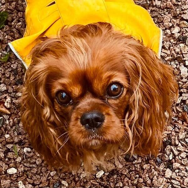 Hund - Cavalieren Nova 