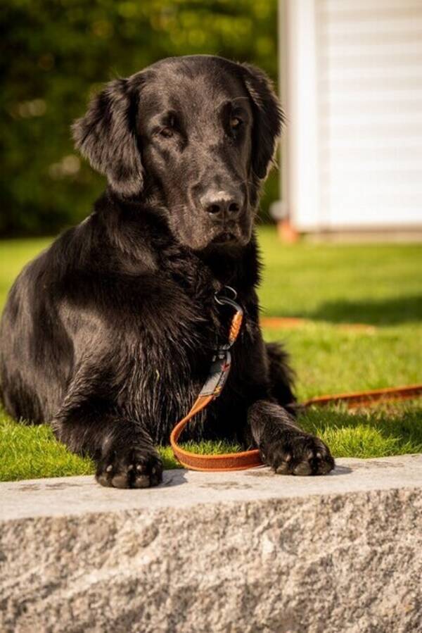 Hund - Oscar II, flatcoated retriever 