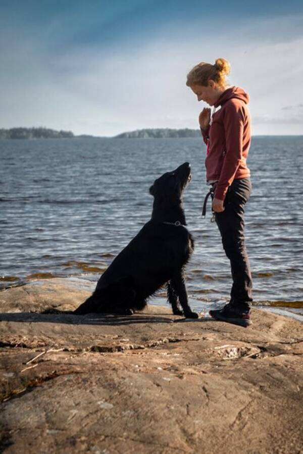 Hund - Oscar II, flatcoated retriever 