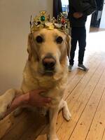 Labrador-retrievern Karma