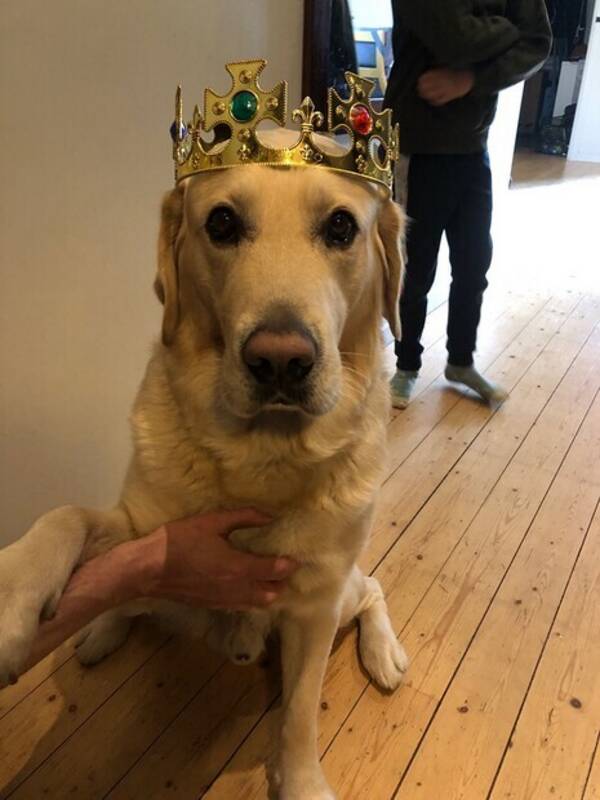 Hund - Labrador-retrievern Karma