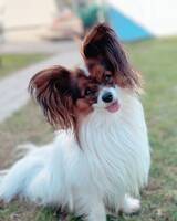 Papillon, Elvis
